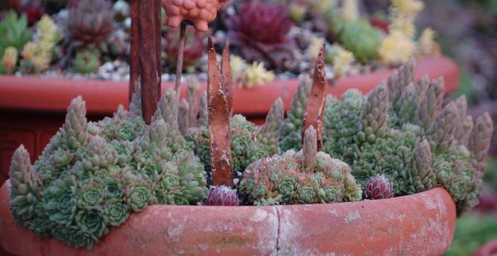 Sempervivum Dachwurz Hauswurz